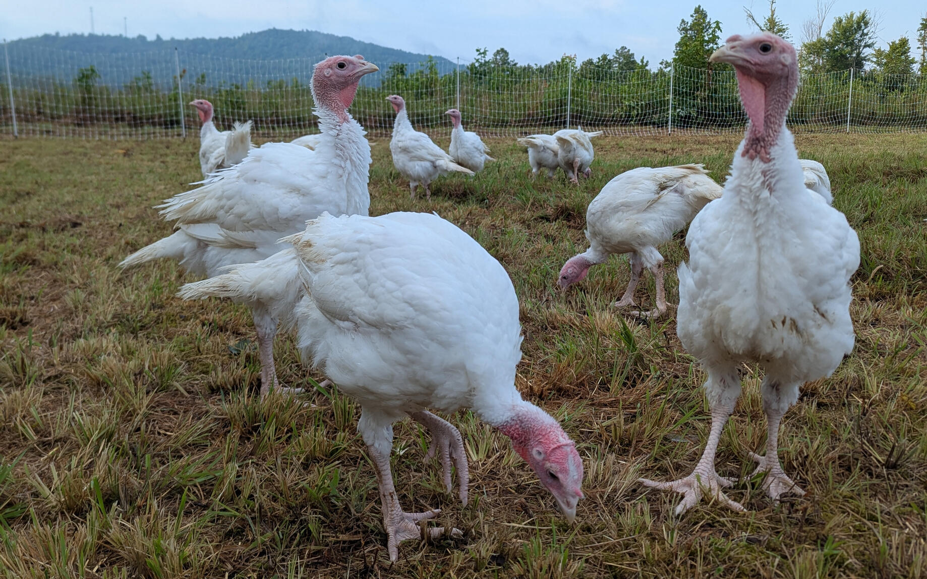Turkeys Turkeys scratching and pecking in their run